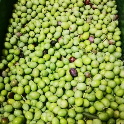 Sběr oliv v Drveniku